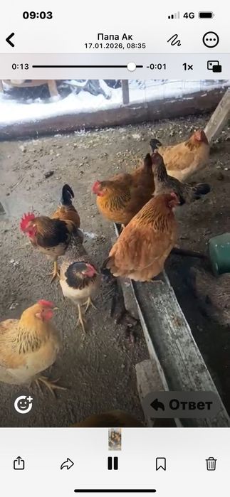 кучинские курицы