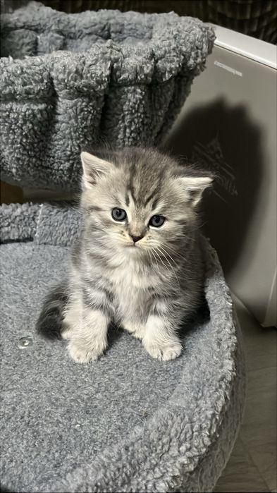 Котята,британ шотландские