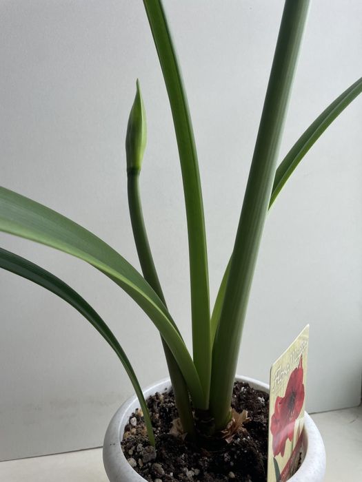 Гиппеаструм красный