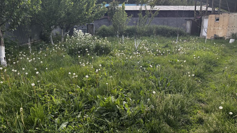 Пакос травы Алматы