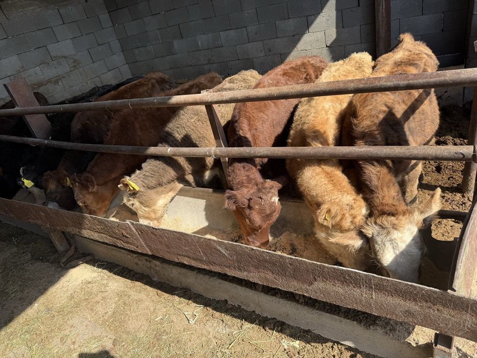 Продам Бычков 11голов