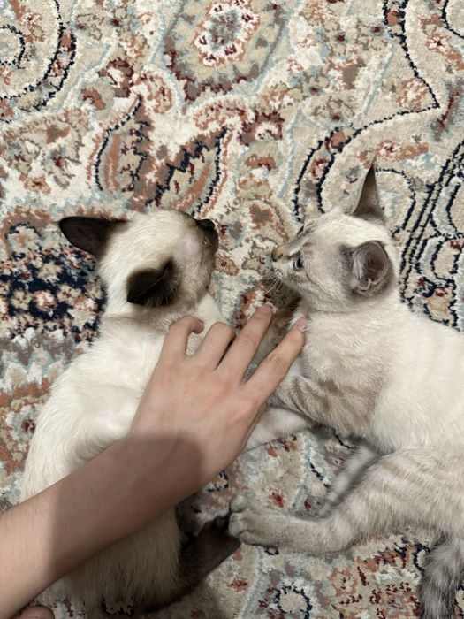 Сиамские котята продается