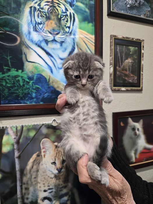 Продам не дорого