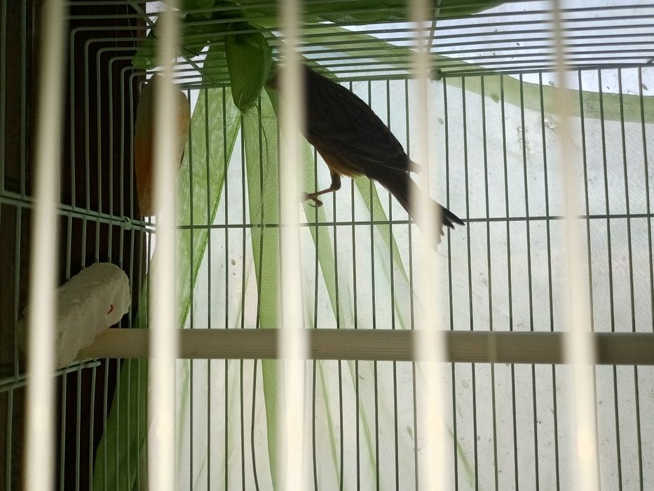 Канарейка певчая