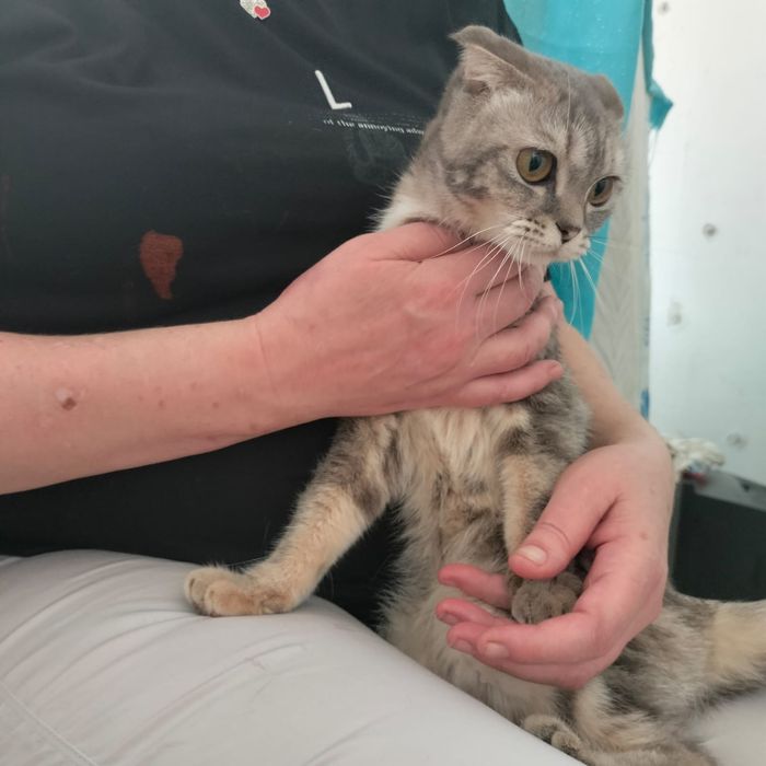 Шотландская вислоухая кошка