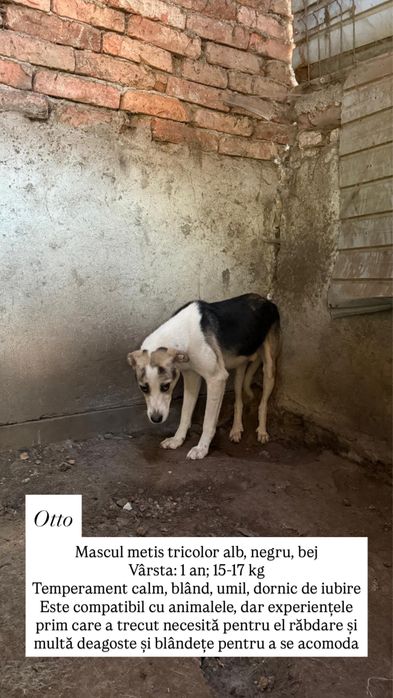 Câini spre adopție
