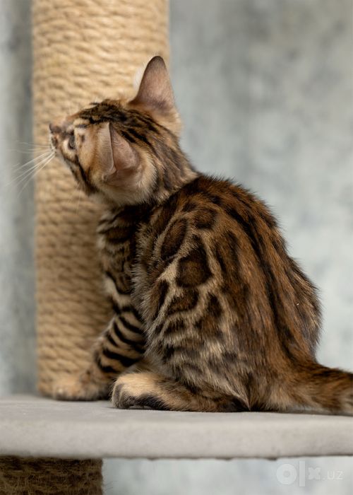 Клубный бенгальский котенок
