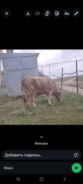 Сыйыр бызауымен сатылады