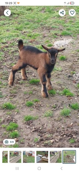 Vând Alpină franceză