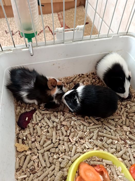 Продаются морские свинки