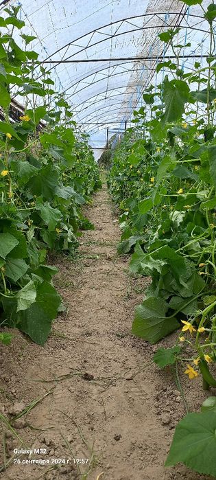 Уй 6 хона, 14 сотих,..