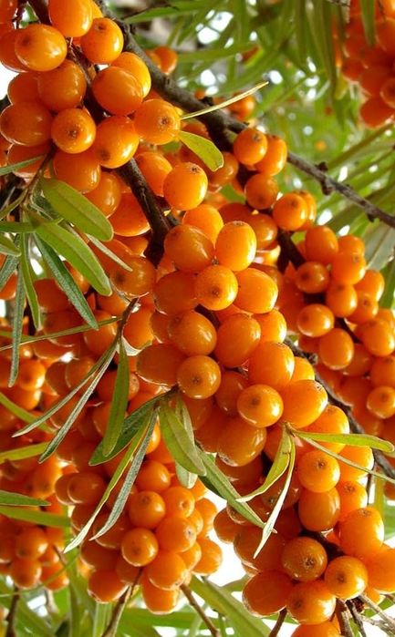 Butasi de catina, zmeura, mur, Cires Galben/pomi si arbusti fructiferi