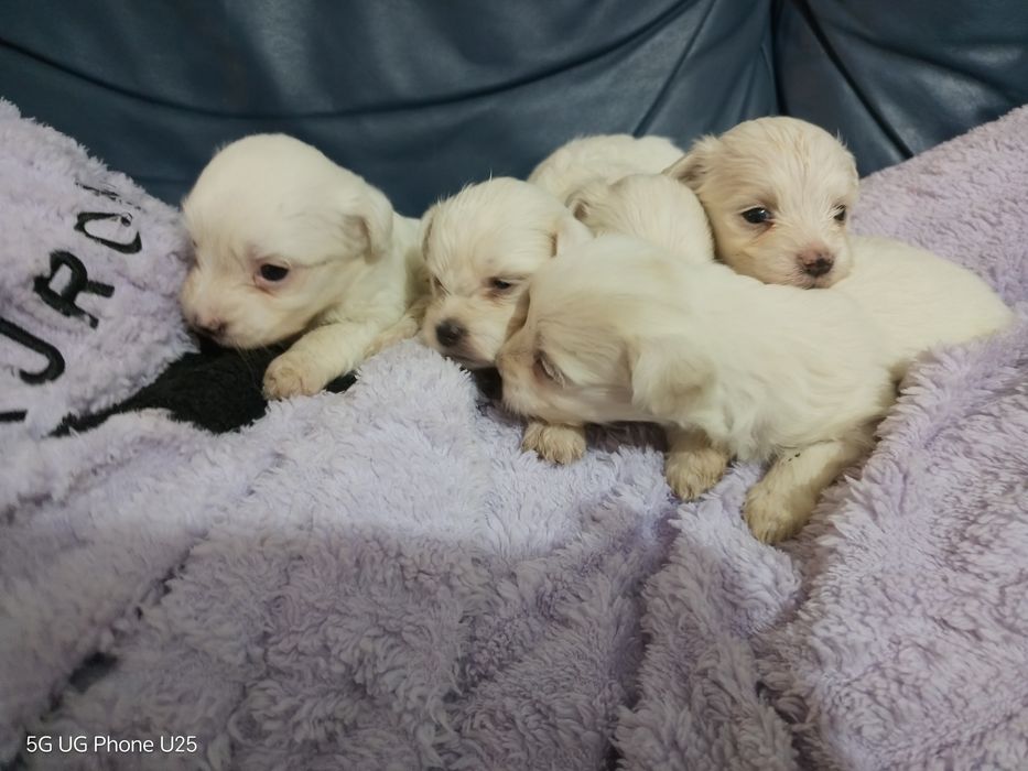 Малтийска болонка - малки пухени сладурчета
