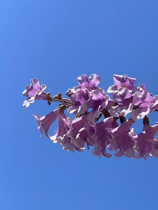 Paulownia Techirghiol