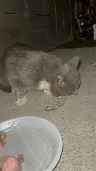 Кот в добрые руки