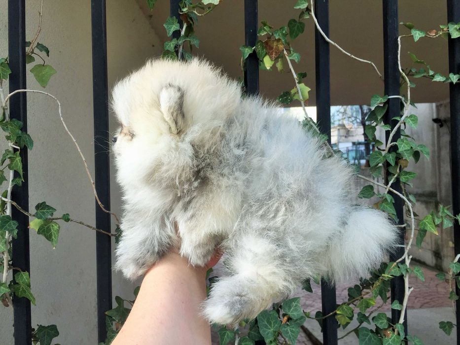 Померан мини Померанчета