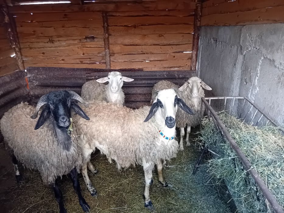 Продавам 3 млади овнета