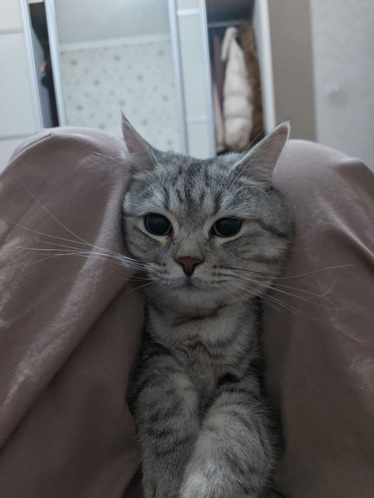 Продается кот.