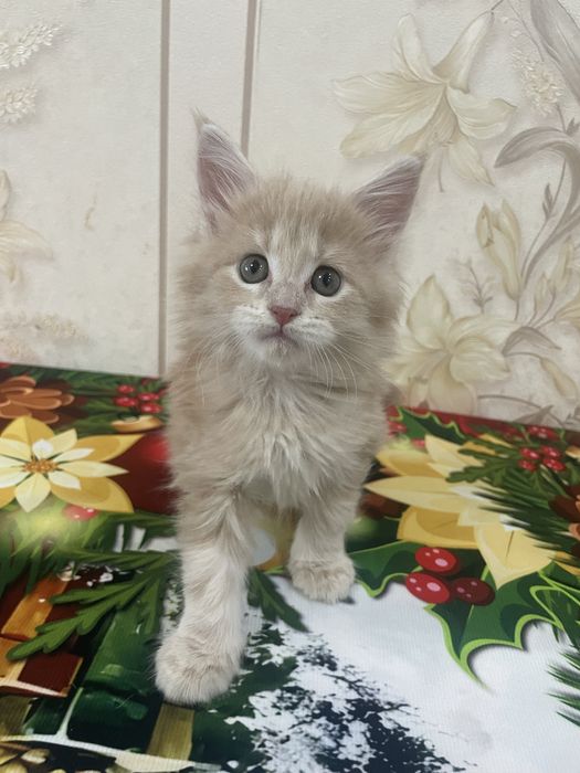 Продаются котята мейн-кун