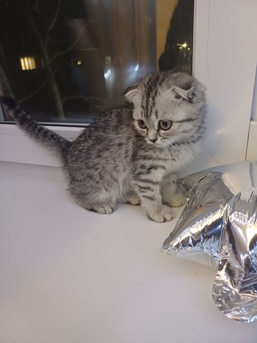 Котята скоттиш фолд