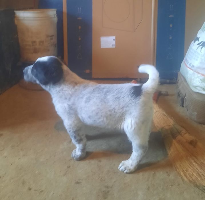 Тобет кушик 1.5 айлық