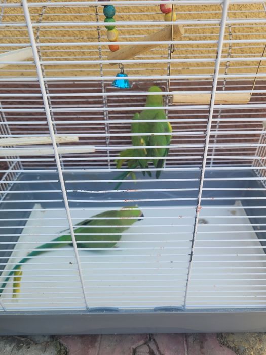 Vind, schimb Papagali rosella penant,peruși, călugări