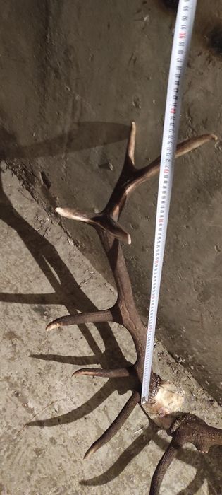 Чифт еленски рога