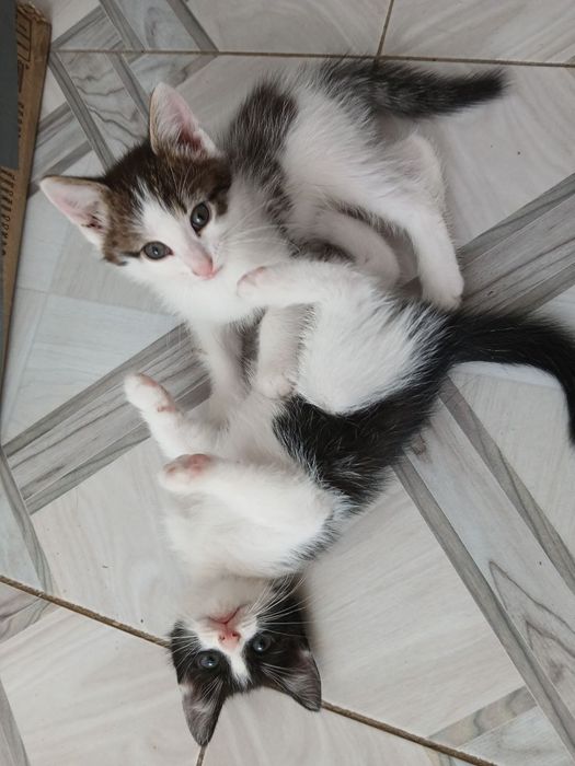 Отдам Котят в добрые руки