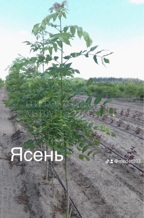 Тополь, ясень, ива, рябина,клен,липа