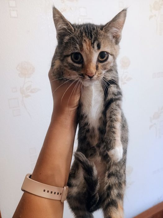 Отдам котенка в добрые руки