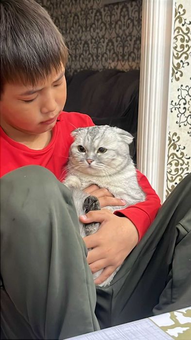 Шотландский кошка