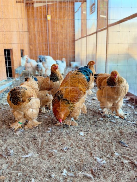 Brahma hd hda columbia bobat portelan