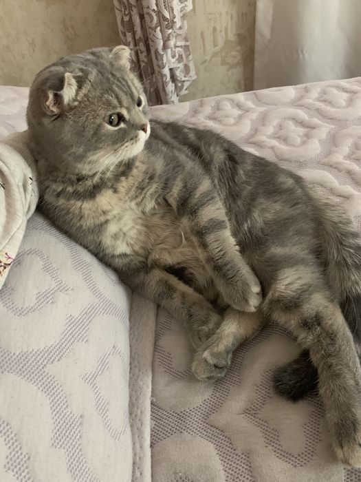 Пропал КОТ!