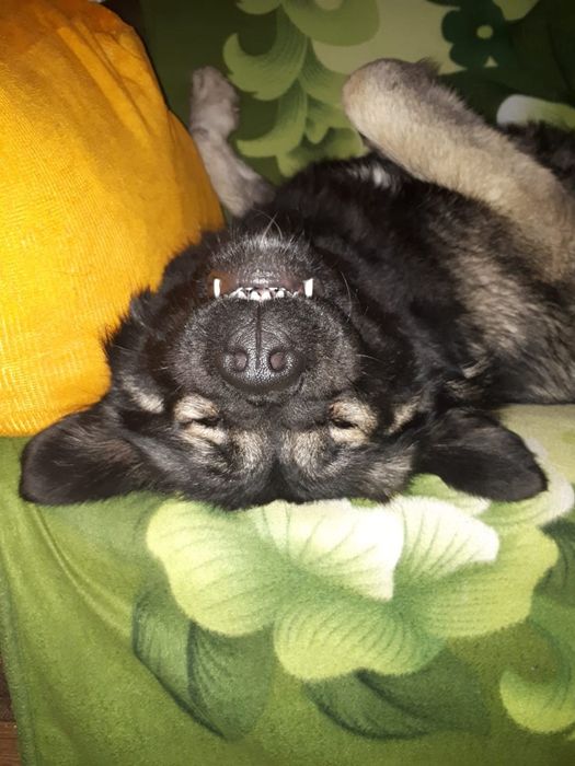 Гостиница для собак