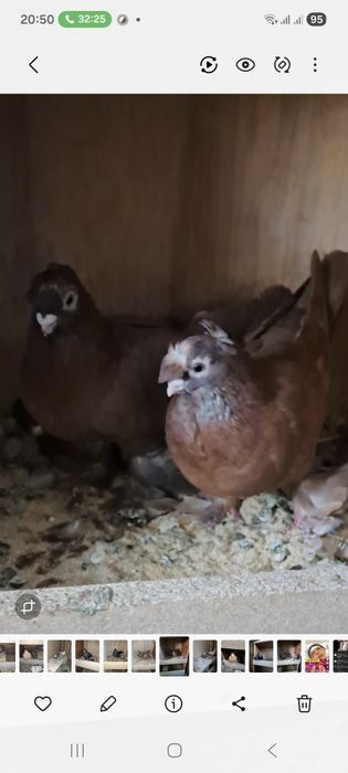 Голуби домашние узбекские