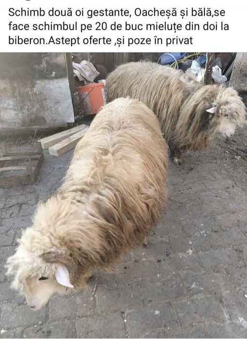 Vând urgent oii Băile 800 lei bucata