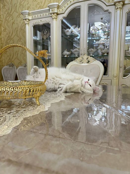 Кошка, турецкая ангора