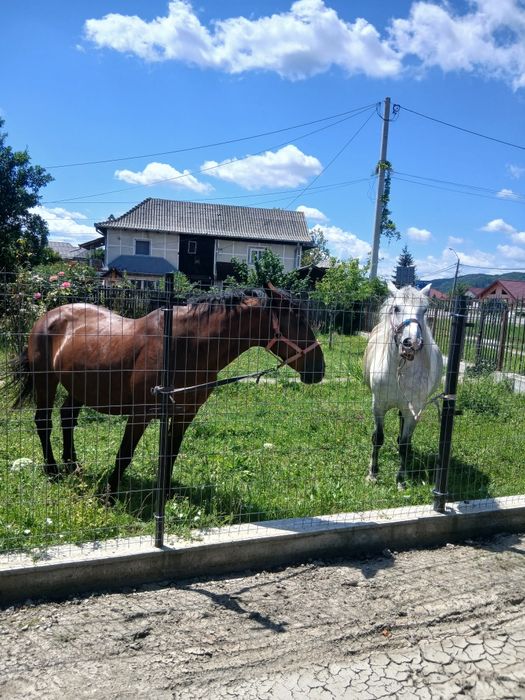 Iapa Murgă de vânzare