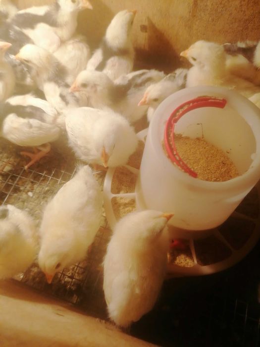 Продам цыплят...