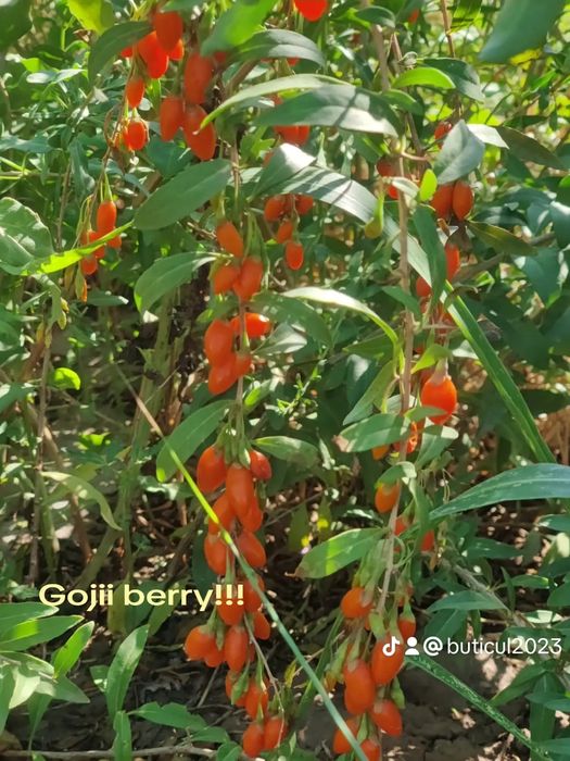 Goji Berry gustoare și aromate