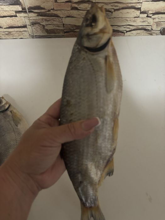 Рыба атырау в наличии