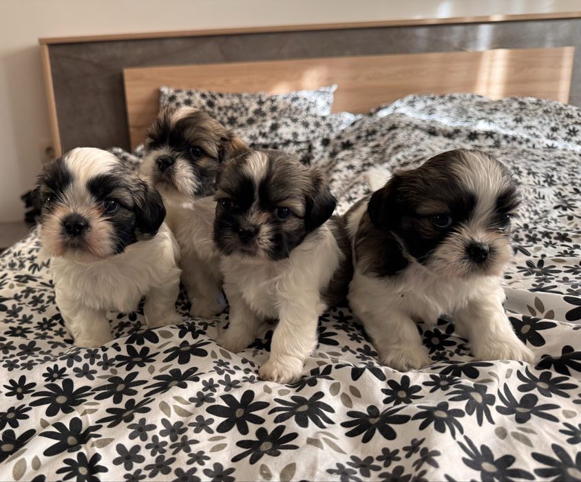 Кученца ши-тцу, кучета, куче, кученце