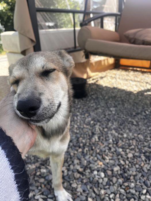 Отдам щенков бесплатно