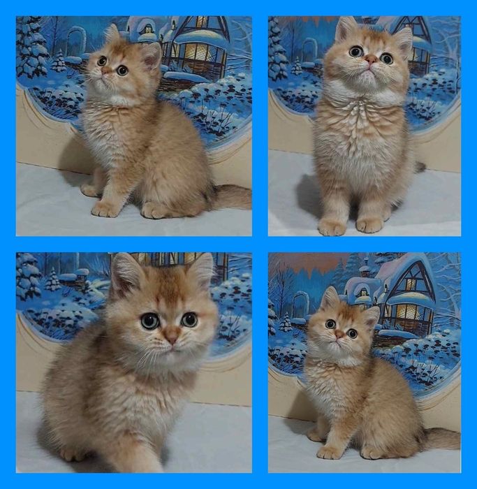 Вяскага Британский золотистый  вязкага опитни