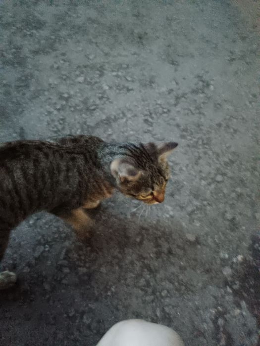 Нашли кошку, вокзал