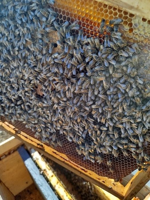 Vând 10 familii de albine la alegere din 20