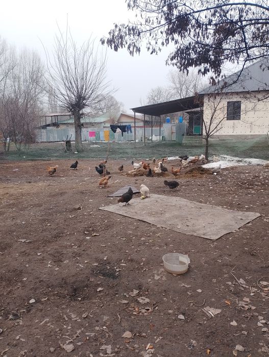 Куры Тауыктар...