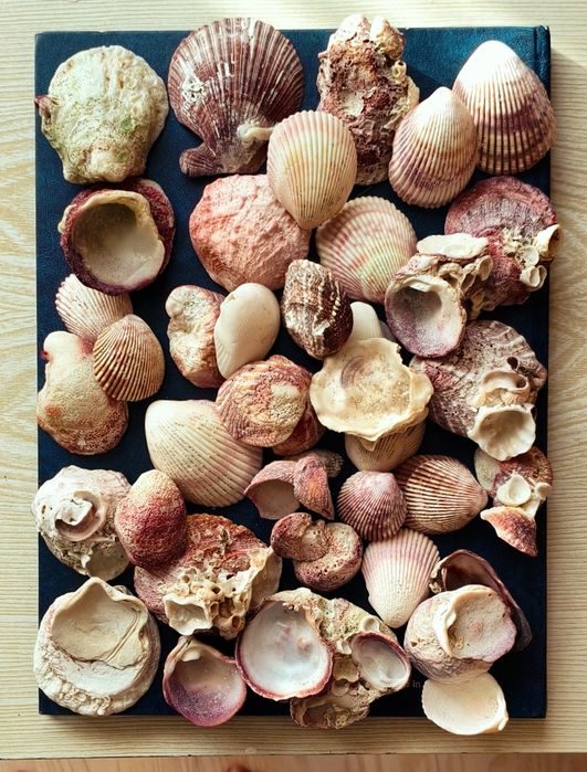 Ракушки с Черного моря