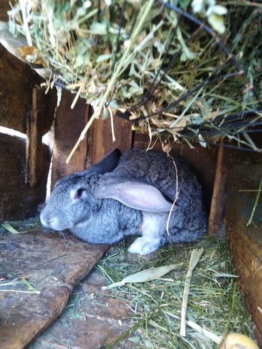 Кролики разные  и кролика