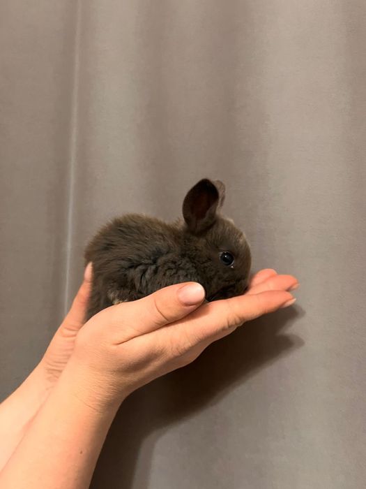 Продам декаративных кроликов